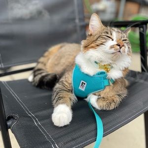 RC pets teal/blue harness and leash